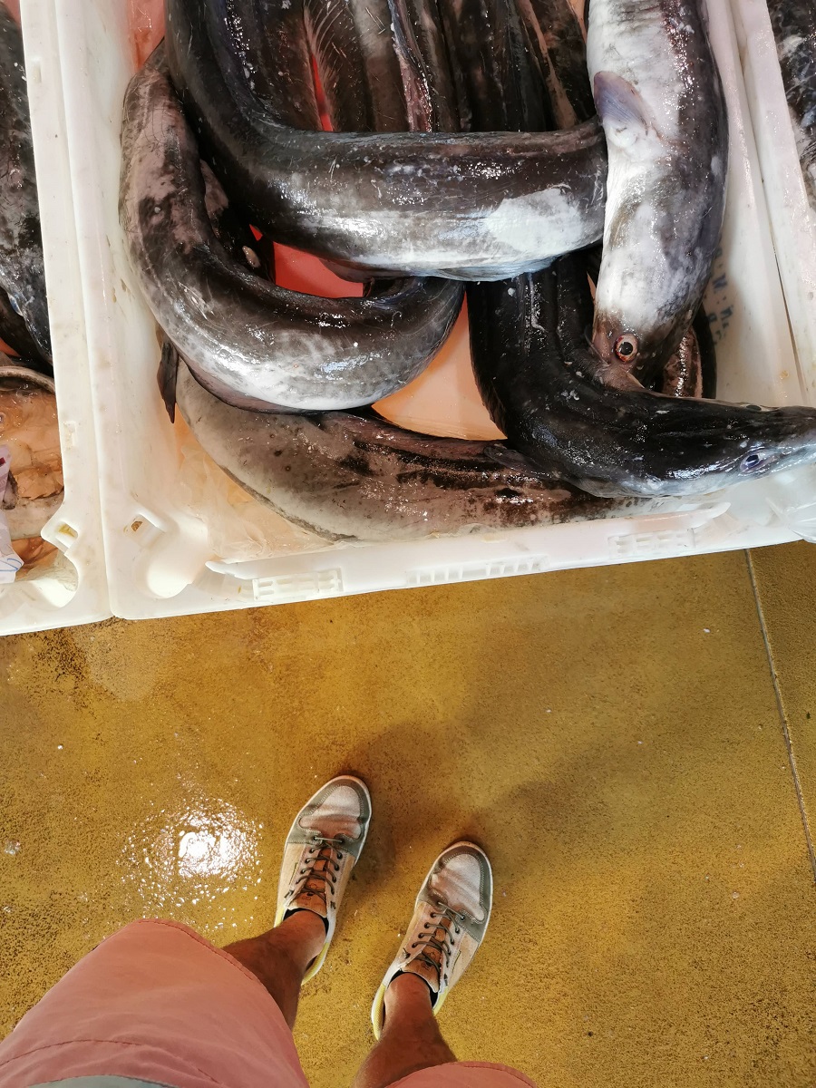 Fisch mit Füßen Fischmarkt Porto