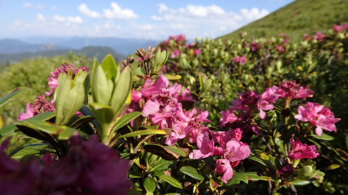 Alpenrosen auf dem Salzburger Almenweg