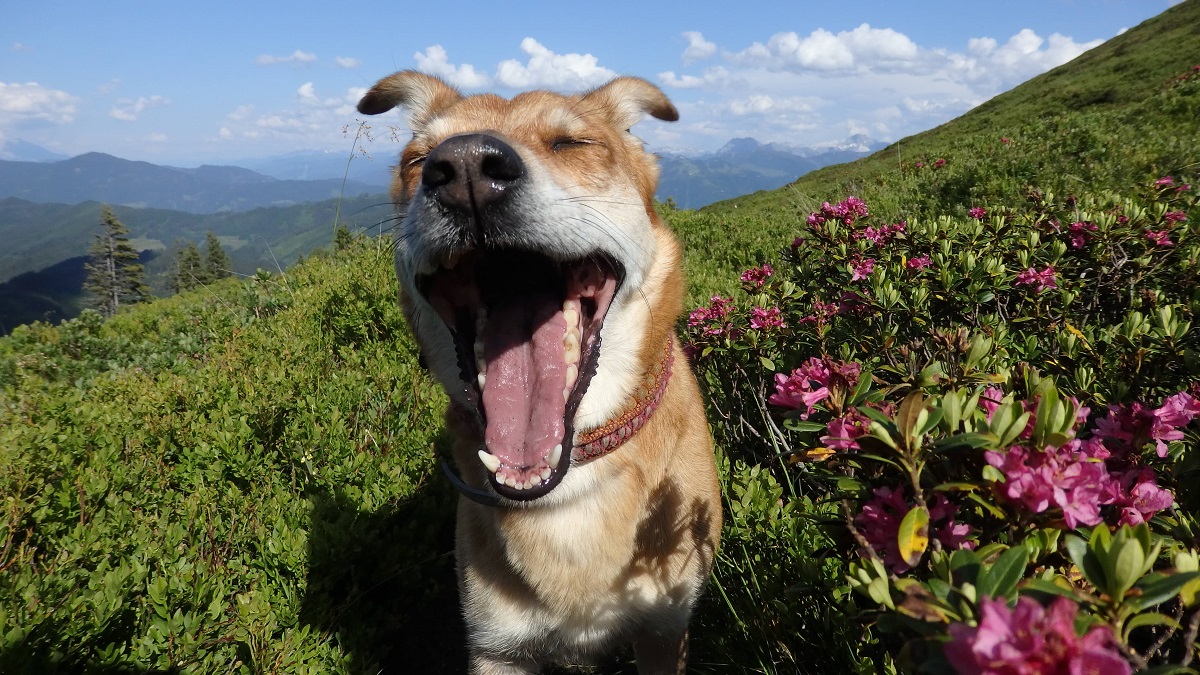 Lindas Hund umgeben von Alpenrosen