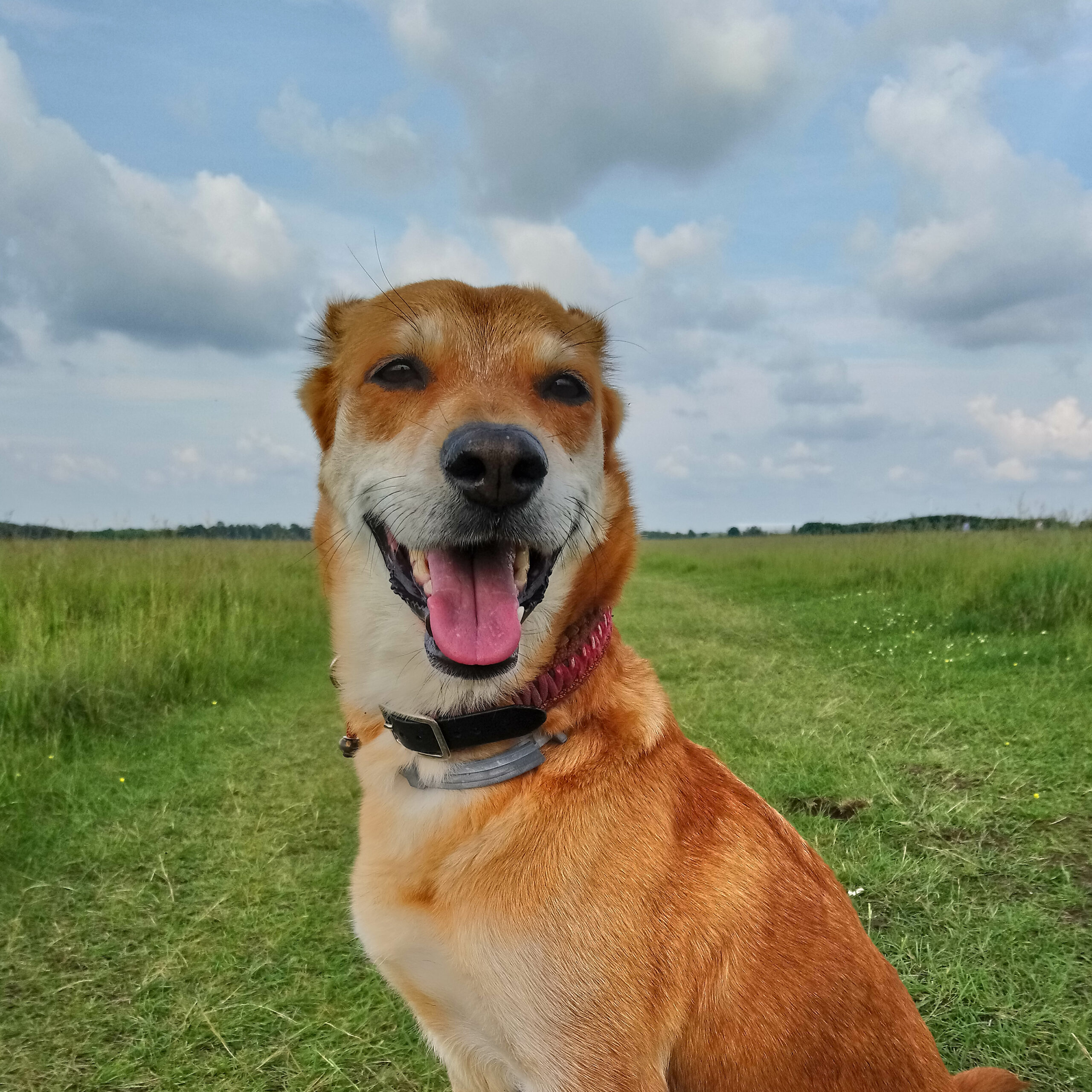 Lindas Hund in der Natur