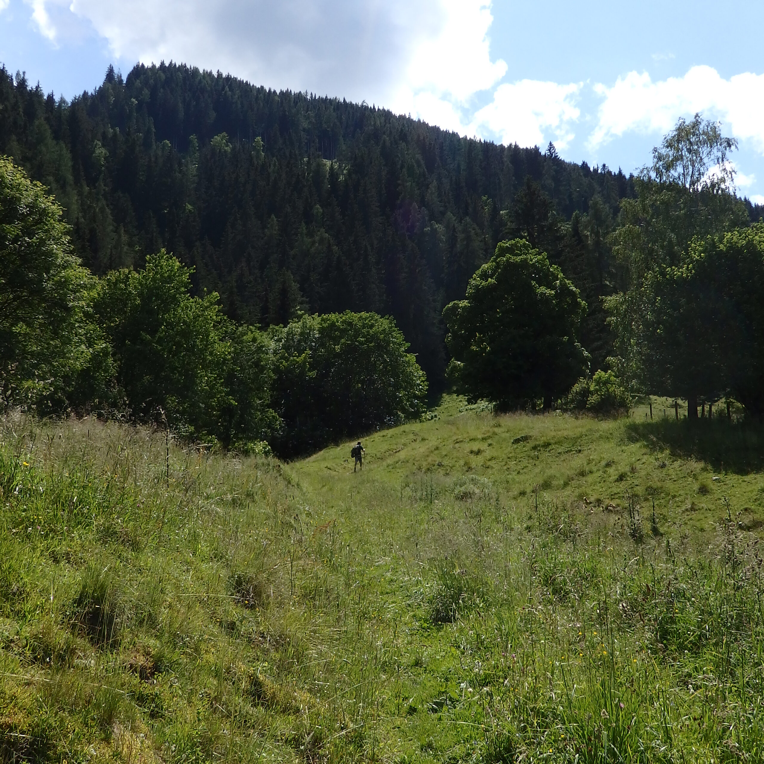 Ein Wanderweg durch grüne Wiesen mit Bergen im Hintergrund