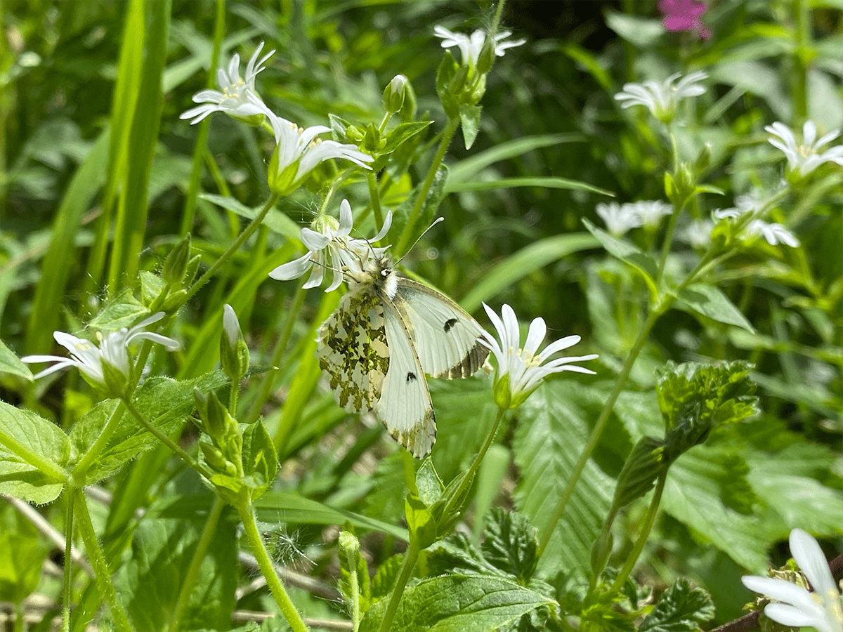 Sternmiere auf dem Main Wanderweg
