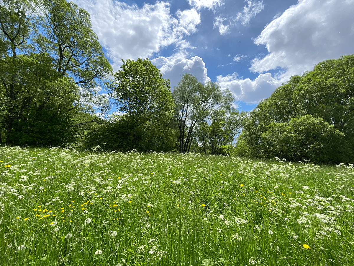 Wiesenkerbel Wiese auf dem Main Wanderweg