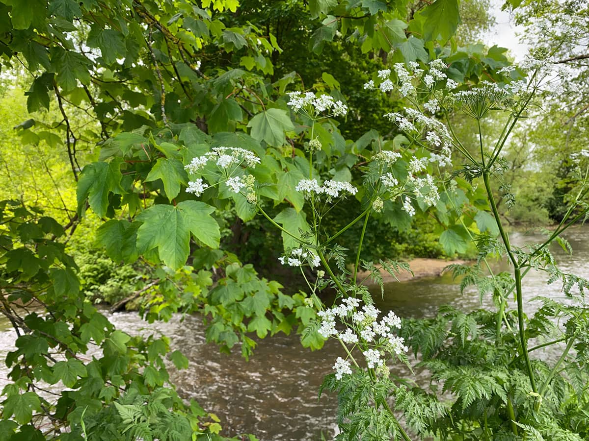 Wiesenkerbel auf dem Main Wanderweg