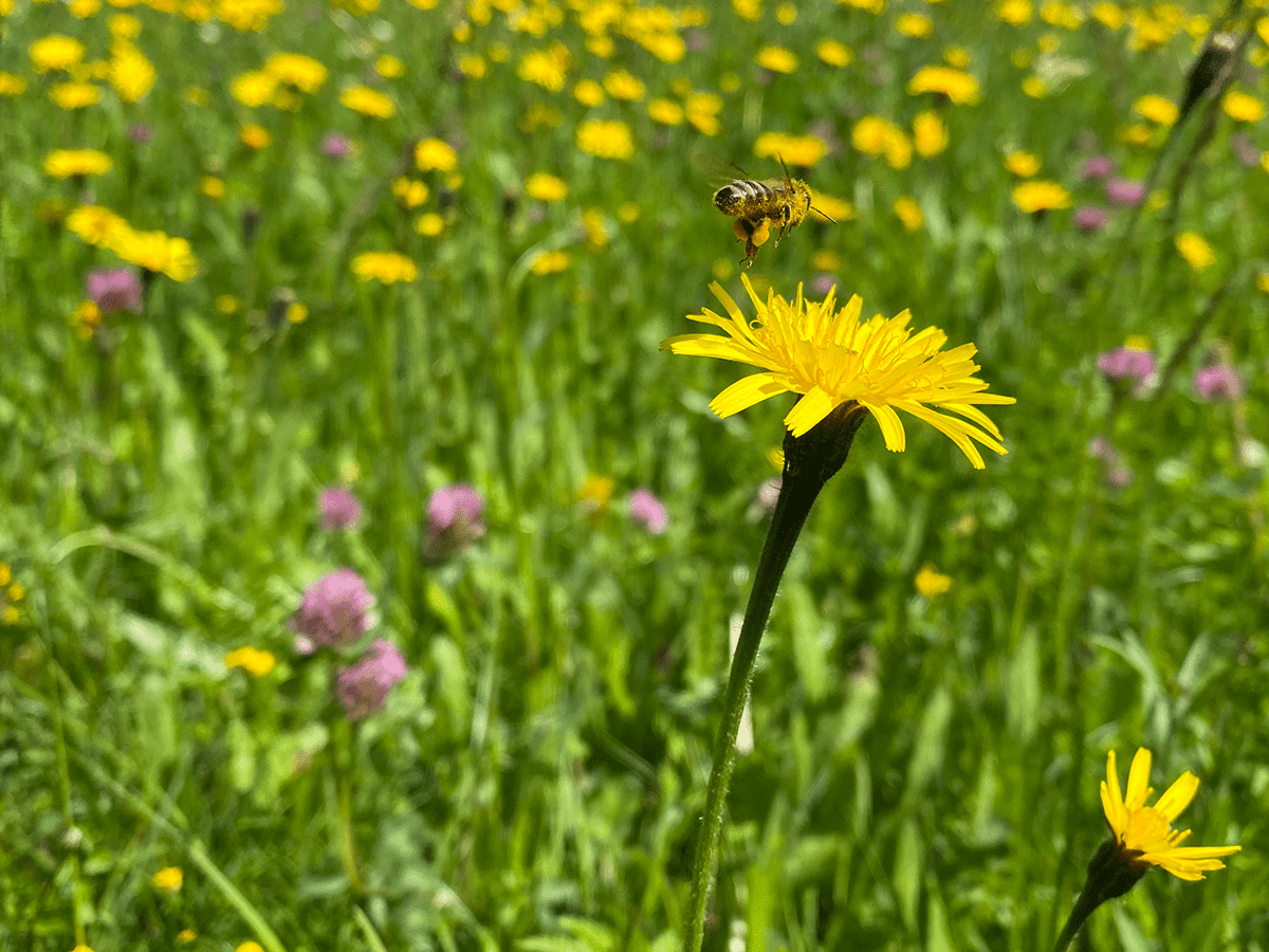Spazieren am Main mit Blumenwiesen und Bienen