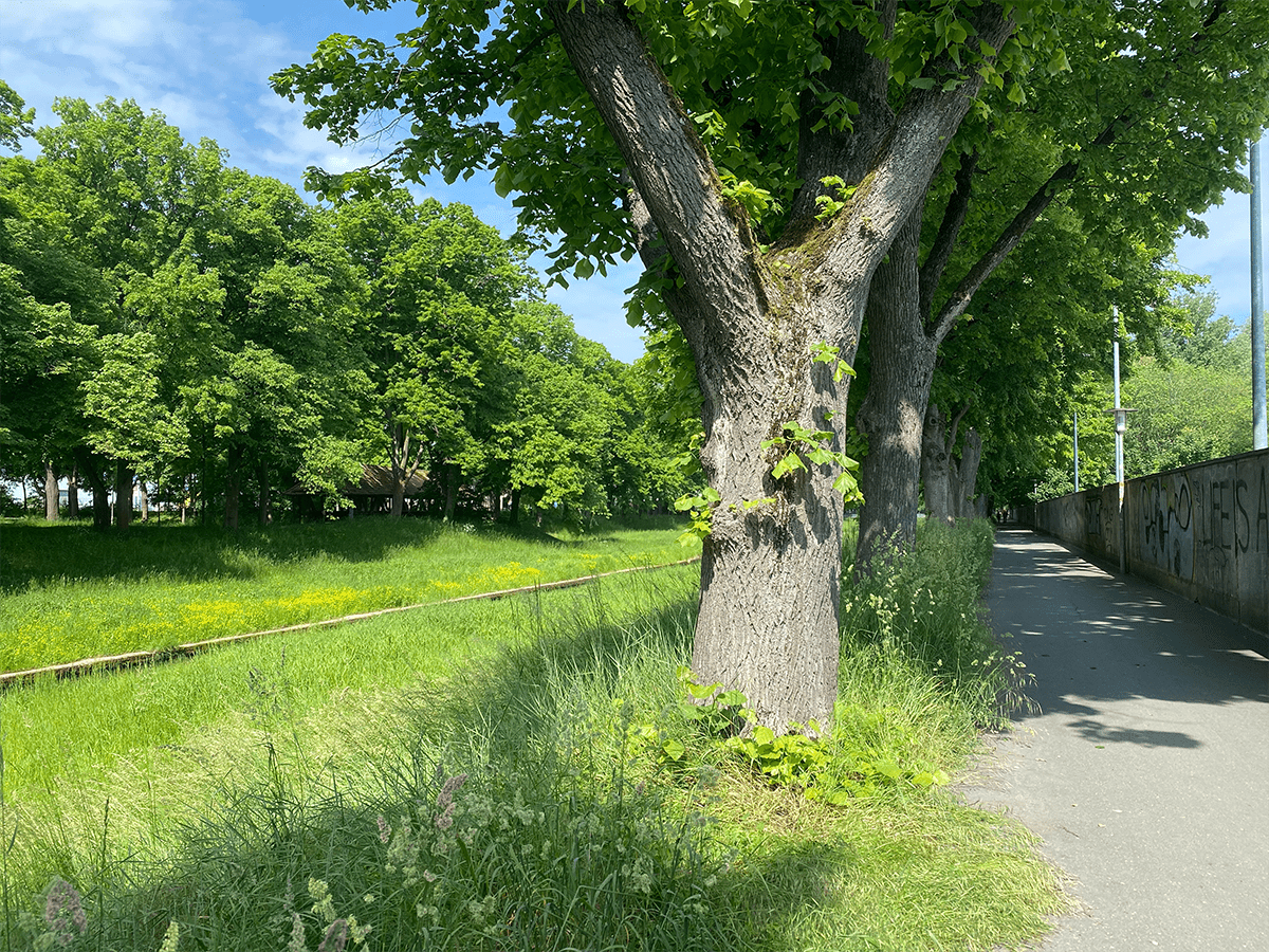 Radweg am Main Wanderweg
