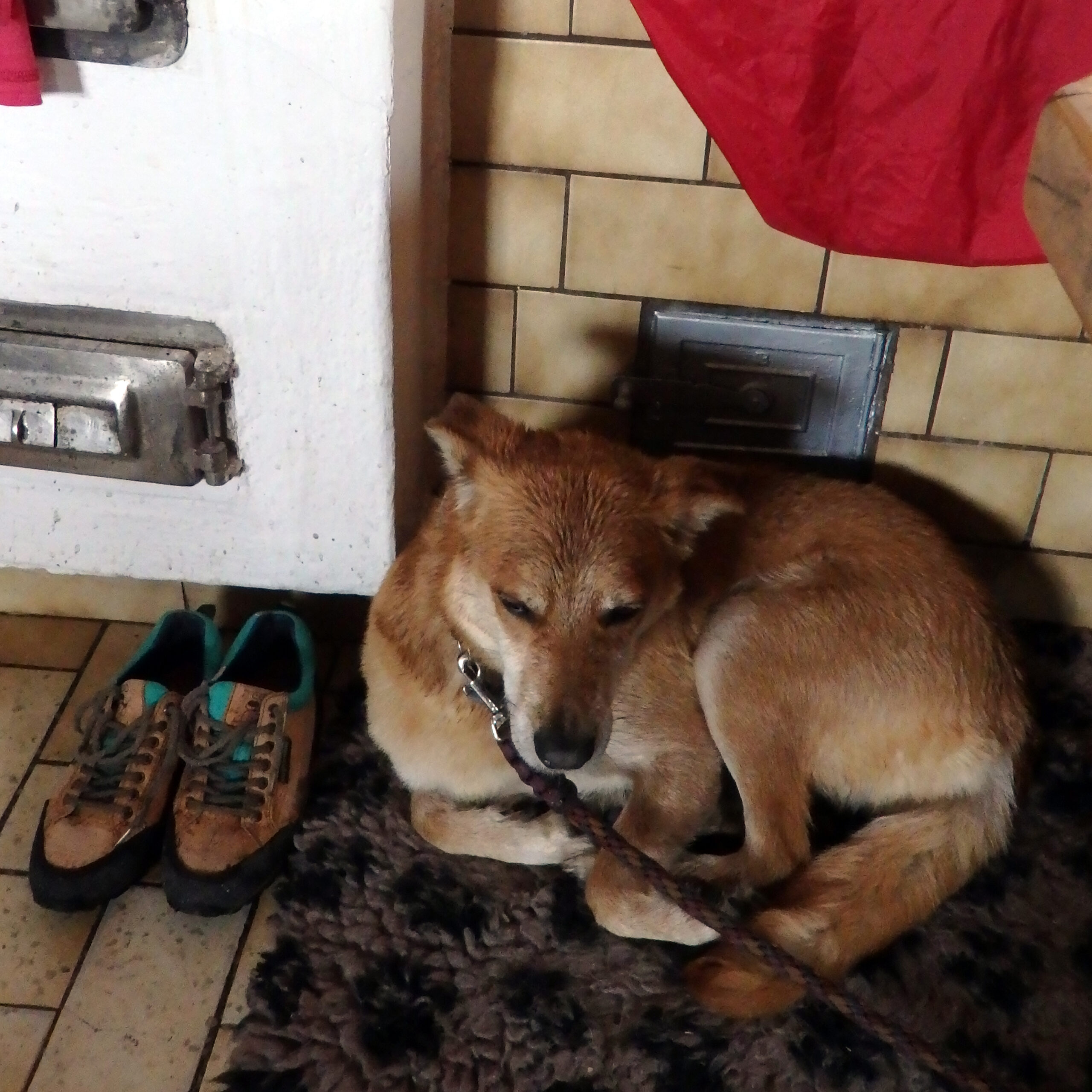 Salzburger Almenwanderung - Aufwärmen auf der Hütte Hund