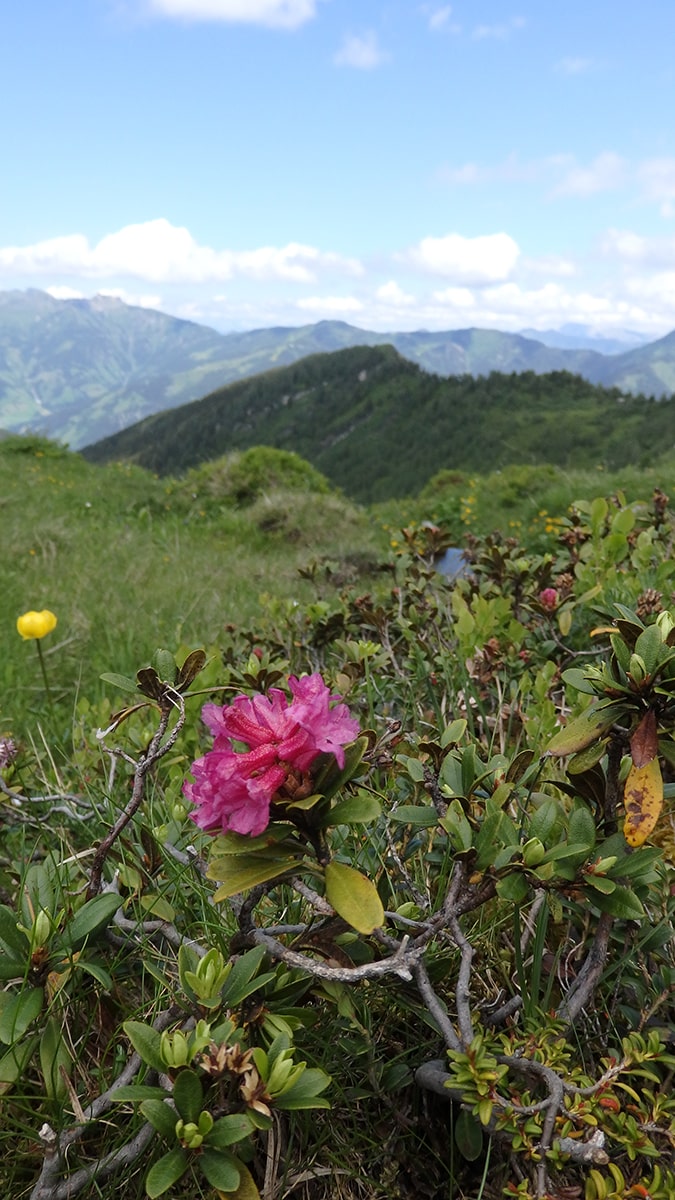 Bergwiese auf dem Weg zur Salzburger Almenweg Übernachtung