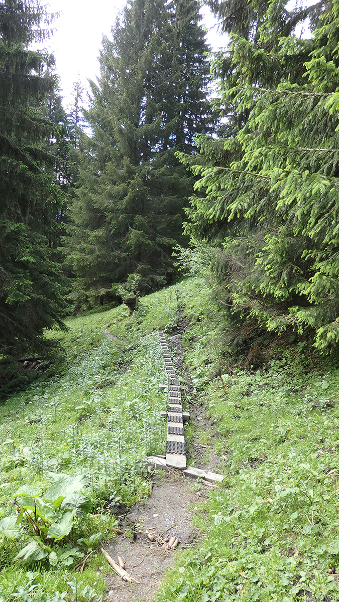 Pfad aus dem Salzburger almenweg bericht