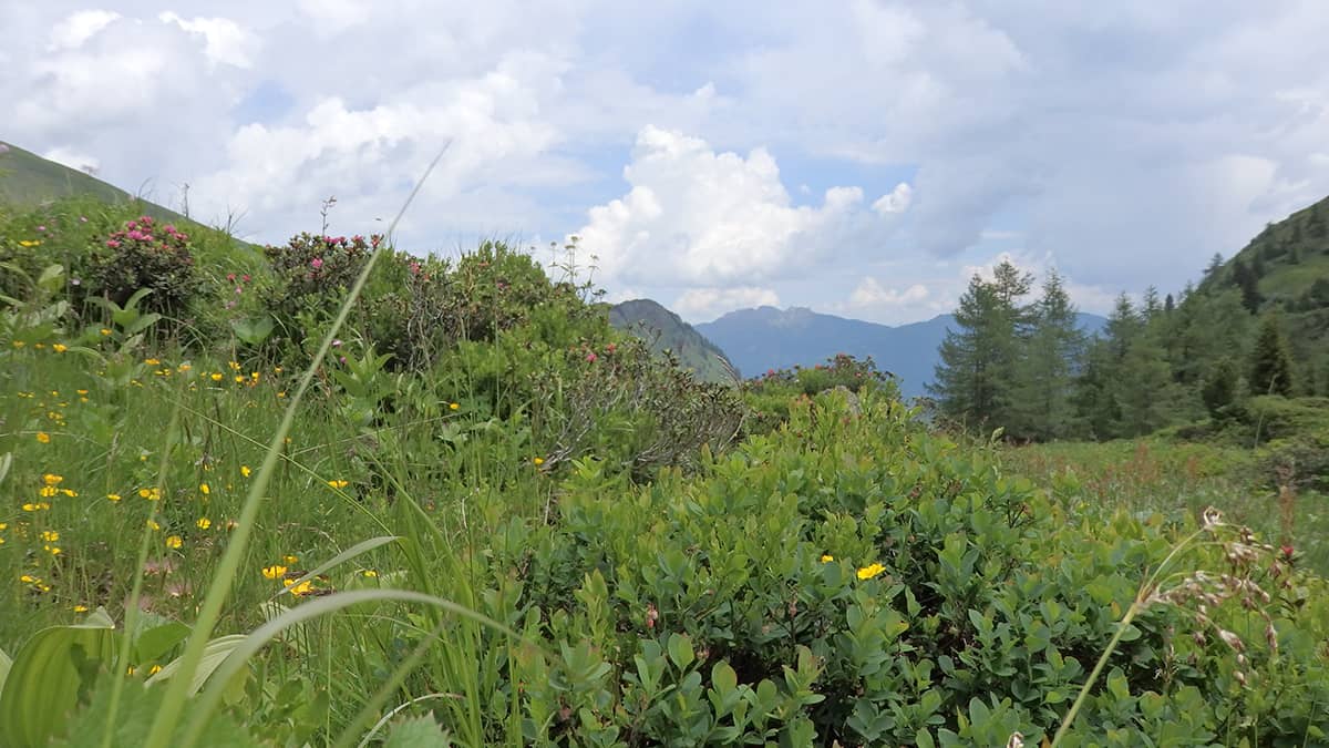 Ausblick auf Berggipfel auf dem Salzburger Almenweg