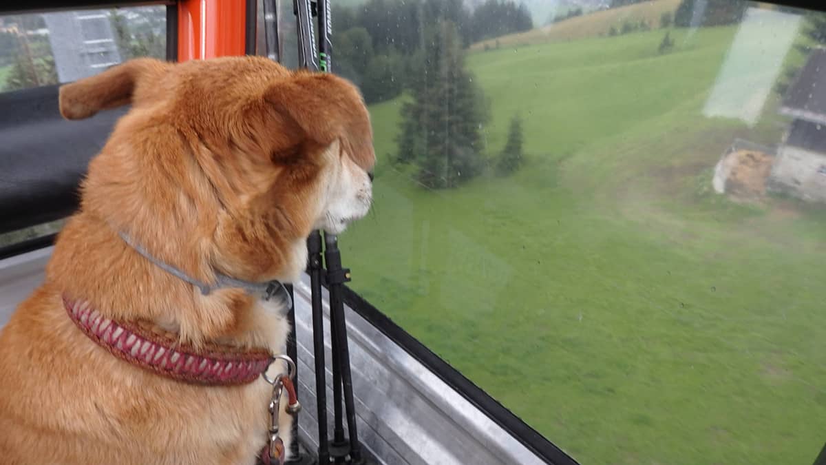 Salzburger Almenweg Bericht: Lindas Hund in der Gondel