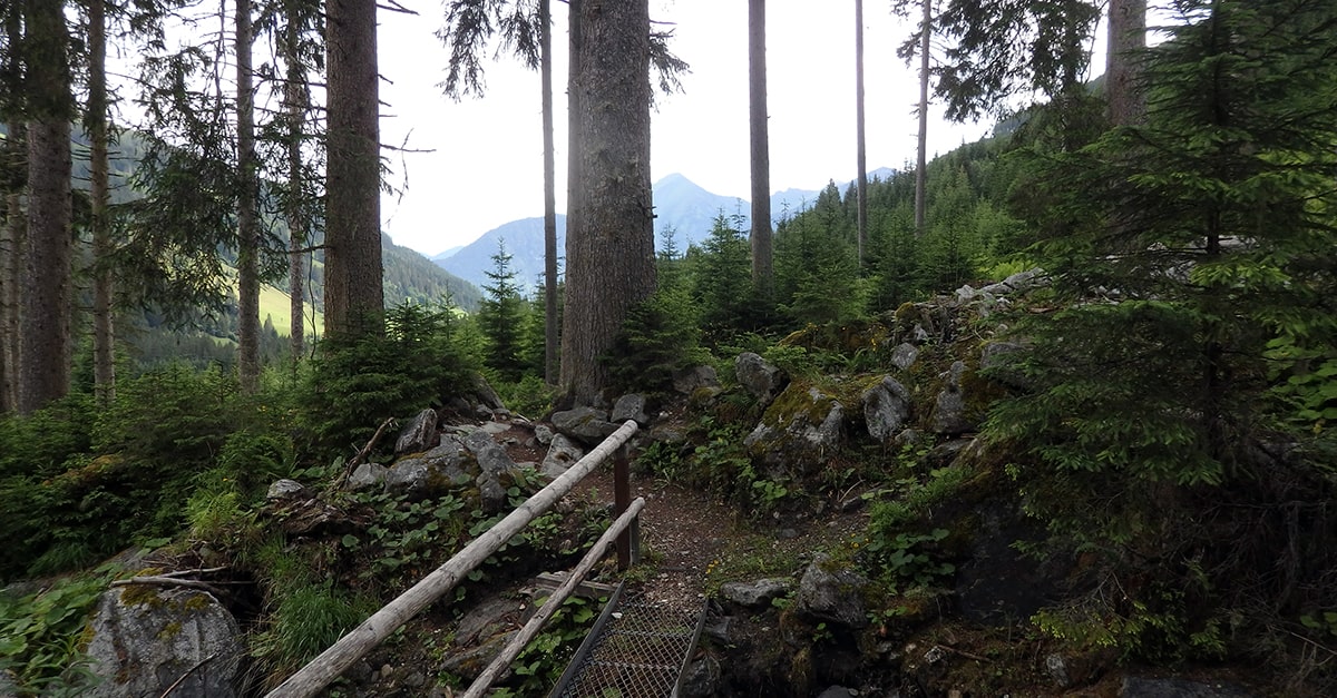 Durch den Wald zur Pension Haslinger in Bad Gastein