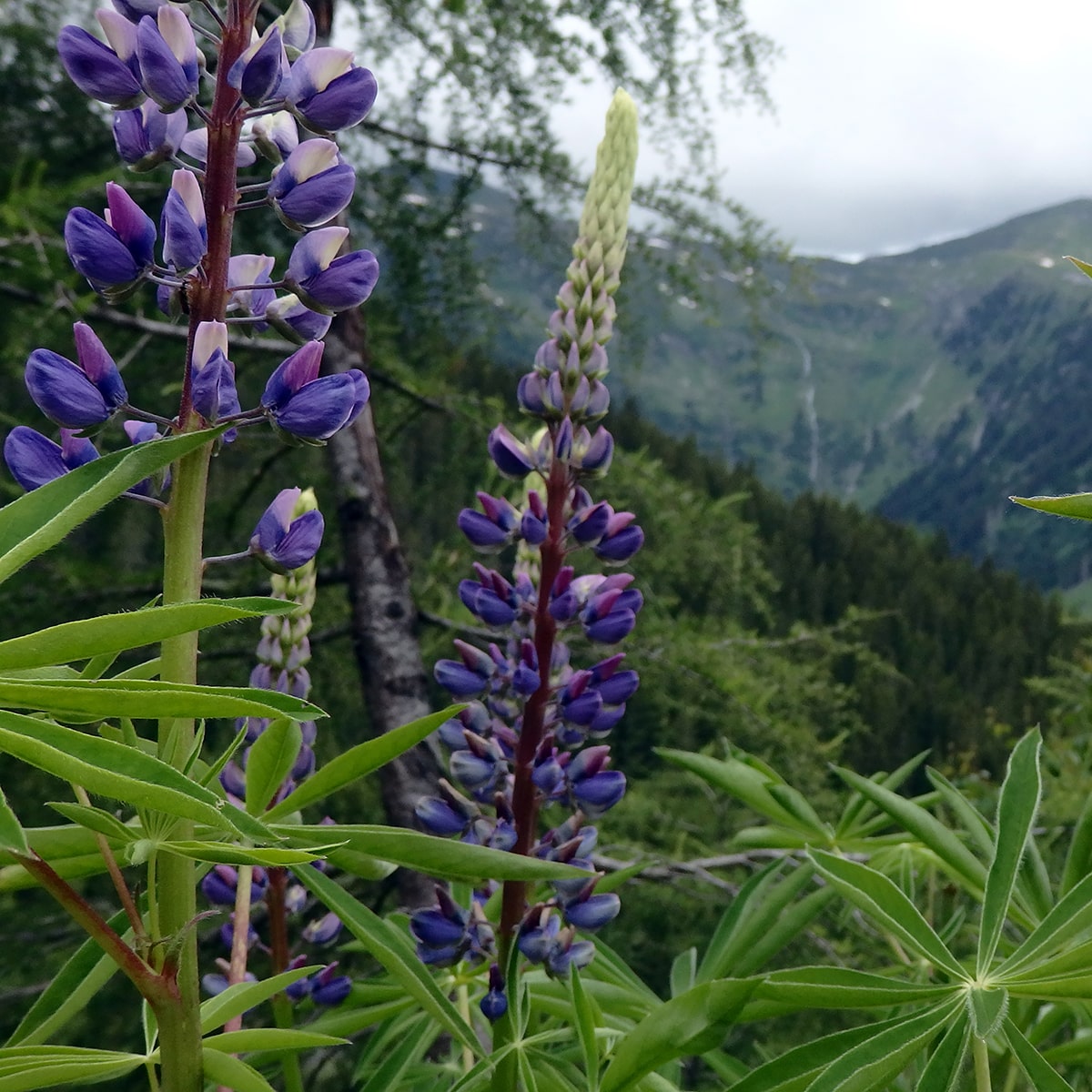 Blumen auf dem Weg zur pension haslinger bad gastein