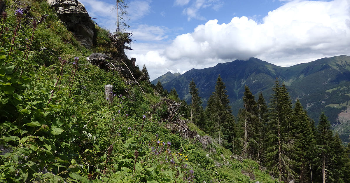 Alpenpanorama Salzburger Almenweg