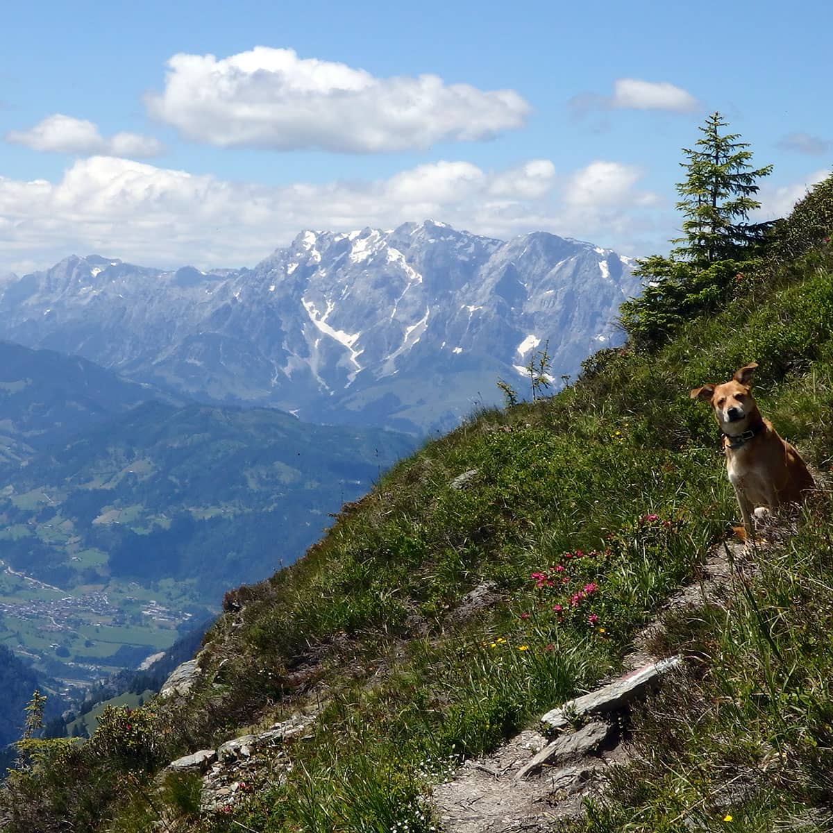 Ausblick auf den Hochkönig nähe Unterwandalm