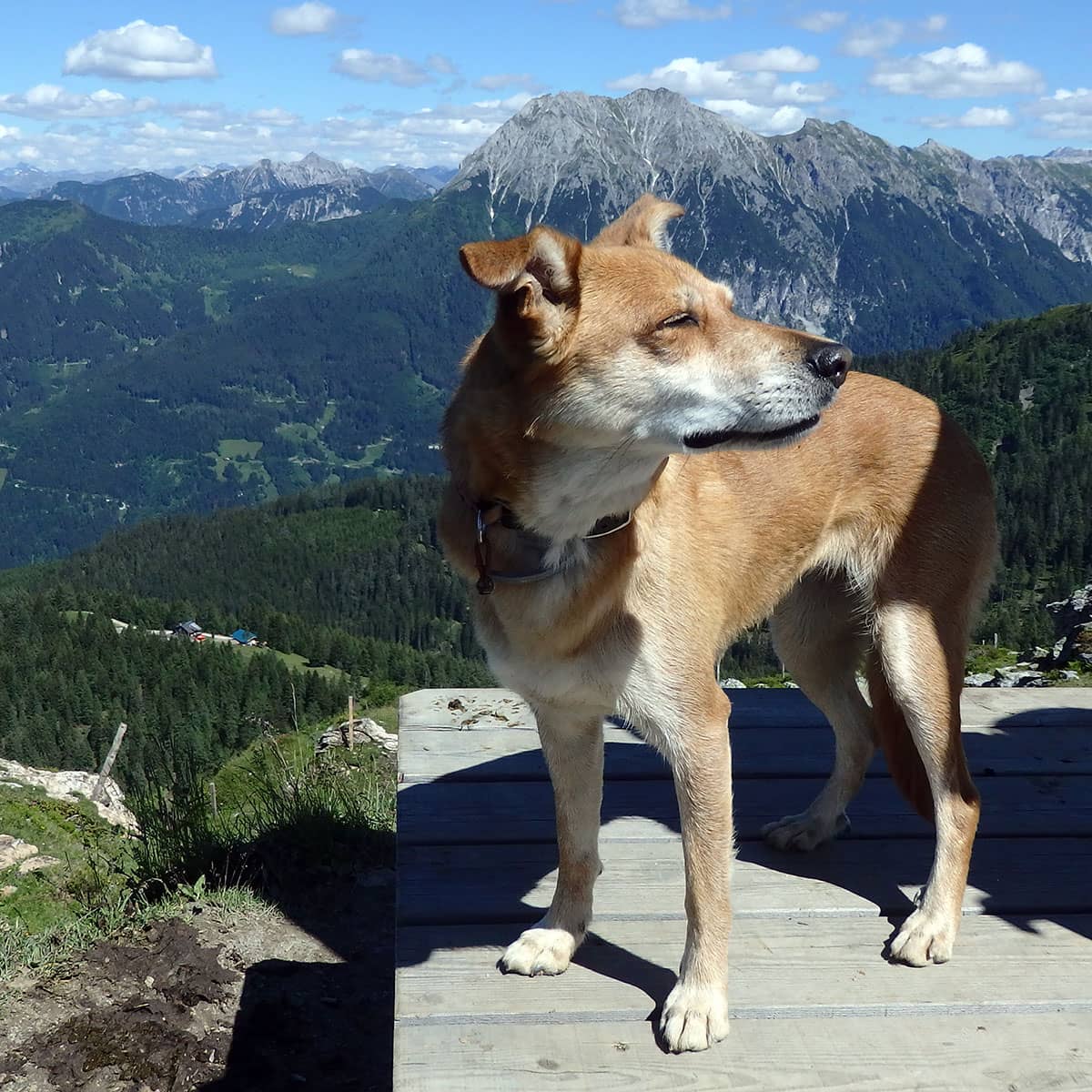 Lindas Hund genießt die Sonner - hinter ihm ist volles Alpenpanorama nähe Unterwandalm