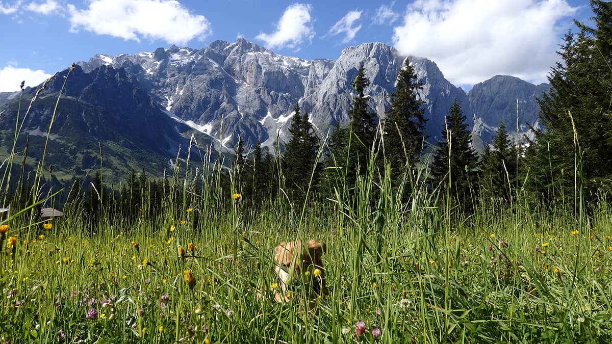 Blick auf den Hochkönig nähe Dientalm