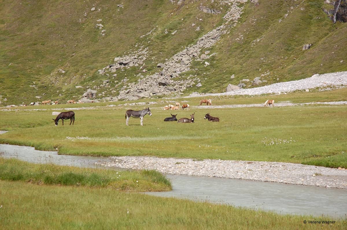 Wanderung Rifflsee Pitztal - Tiere auf dem Weg zur Rifflseehütte