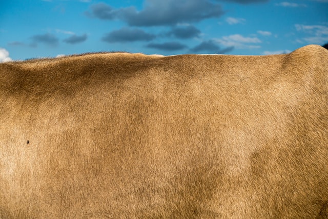 Nachhaltiges leder kaufen - Bezug der Rohhäute