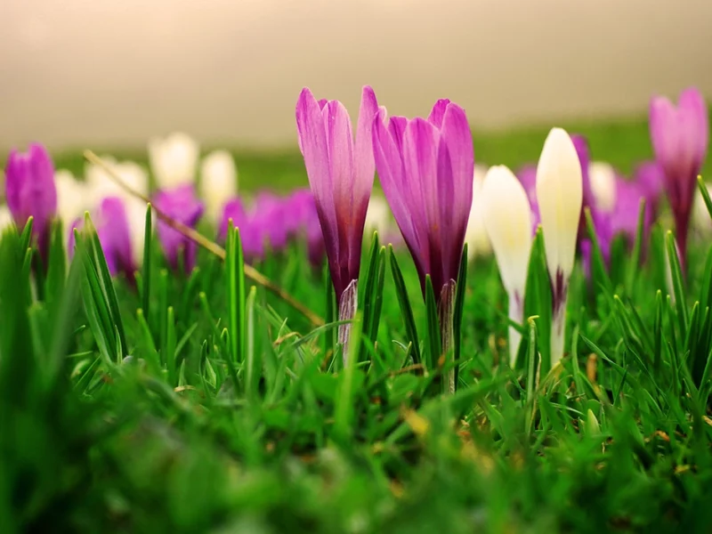 Krokusblüte auf dem Heuberg bei den Daffner-Alfmen