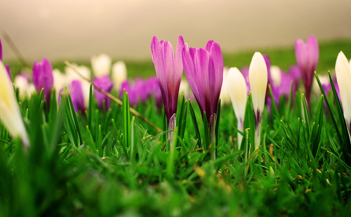 Krokusblüte auf dem Heuberg bei den Daffner-Alfmen