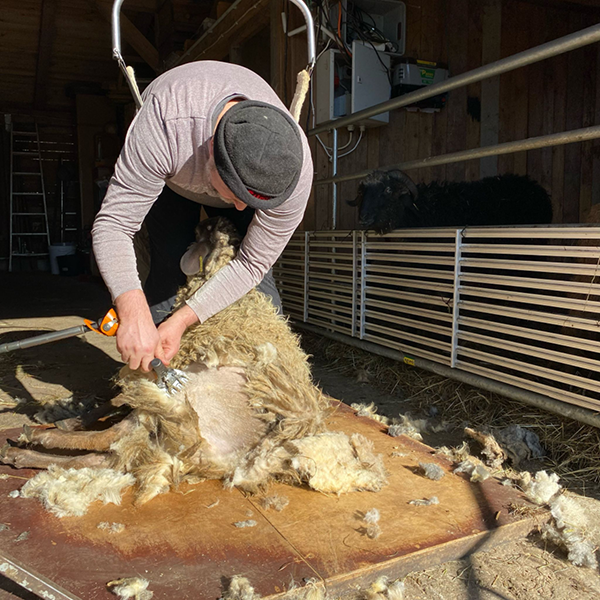 Steinschaf Berchtesgaden (2) Kopie_web Schaf wird geschoren