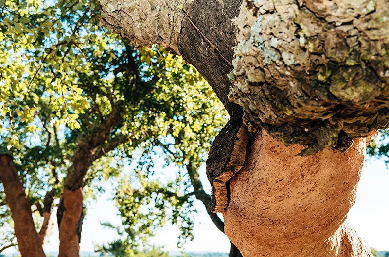 korkeiche für nachhaltige barfußschuhe