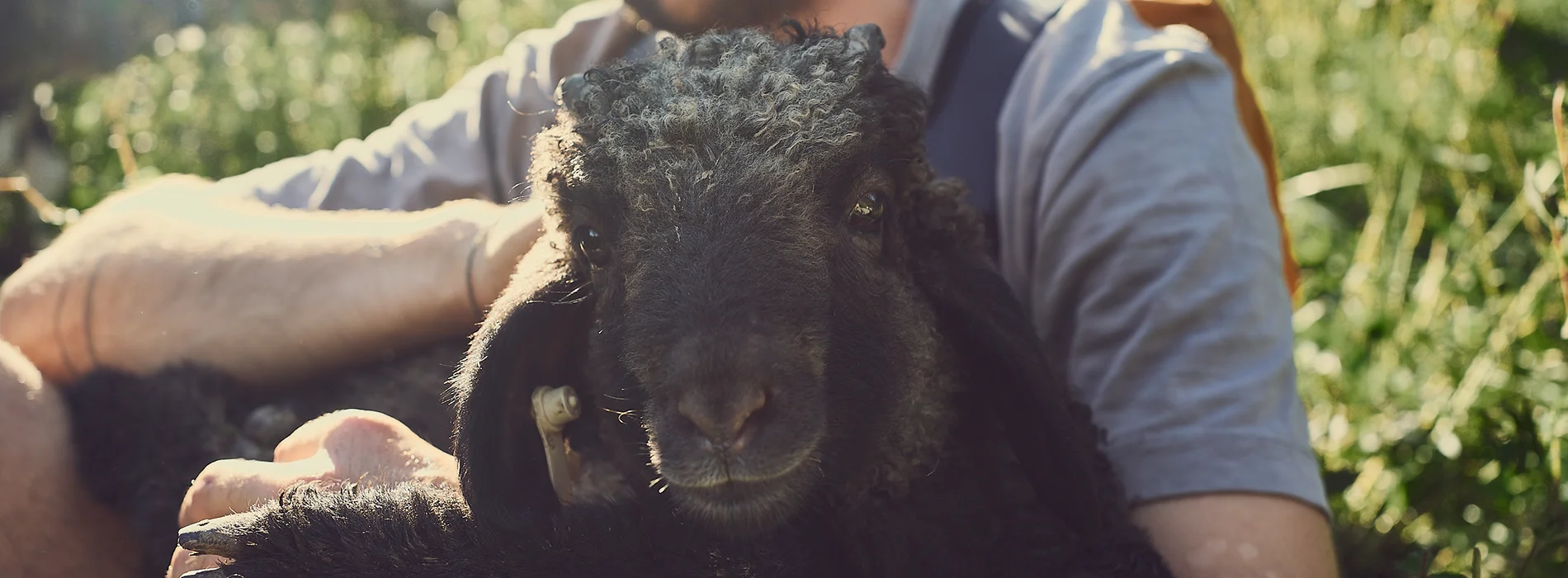 banner-wollprojekt-1900-700