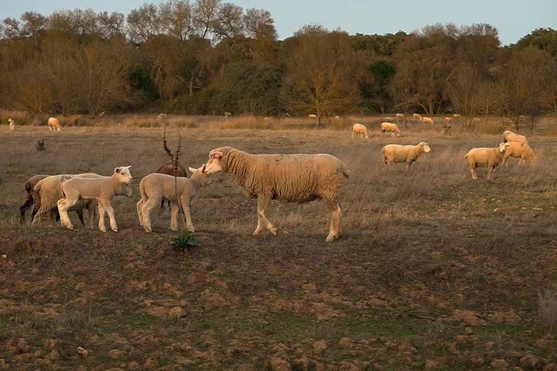 merinoschafe aus portugal - aus dieser wolle werden die merino barfußschuhe hergetsellt