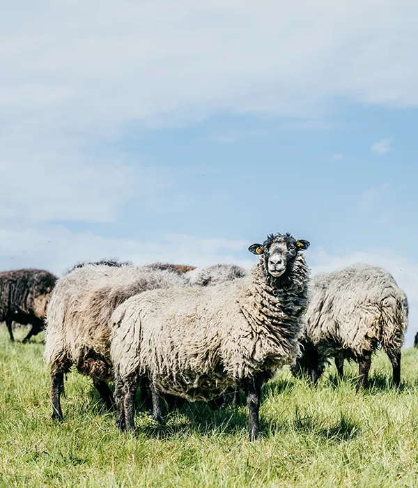 deutsche schafe stehen auf einer weide