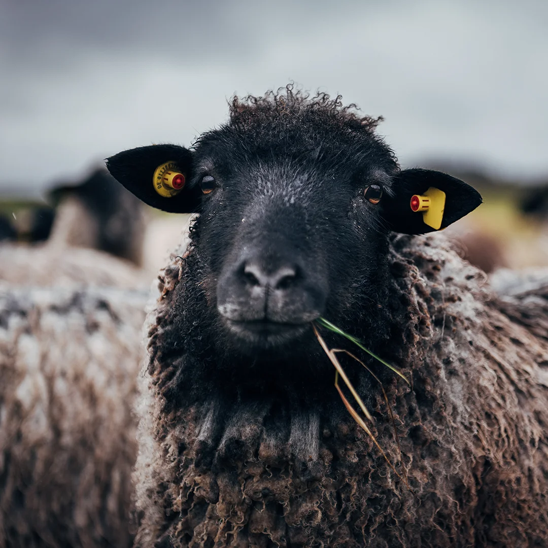 Local Wool Commuter | blueberry - nachhaltiger Wollsneaker