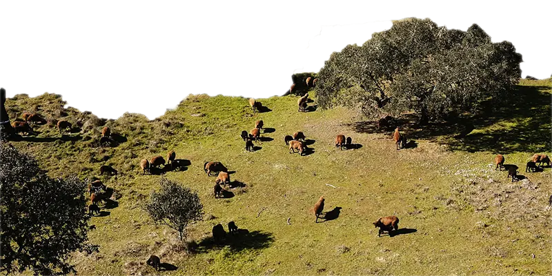 portugiesisches ur-merinoschaf