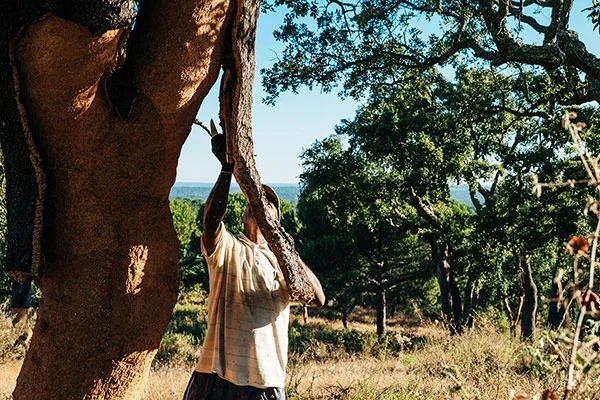 mann schält eine korkeiche