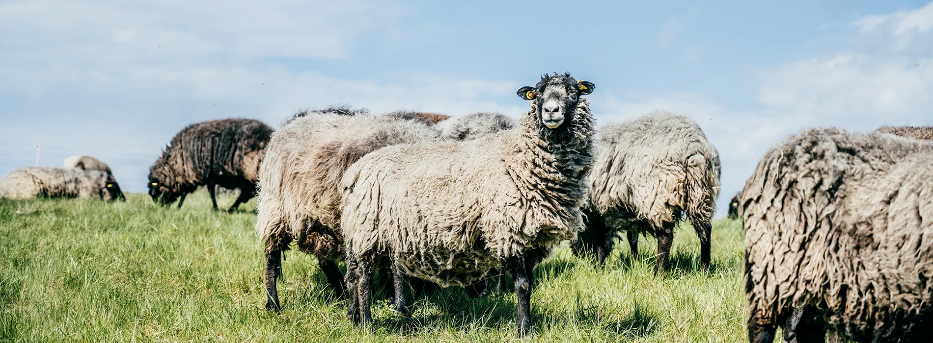 schafe auf einer weide aus deren wolle barfußschuhe entstehen